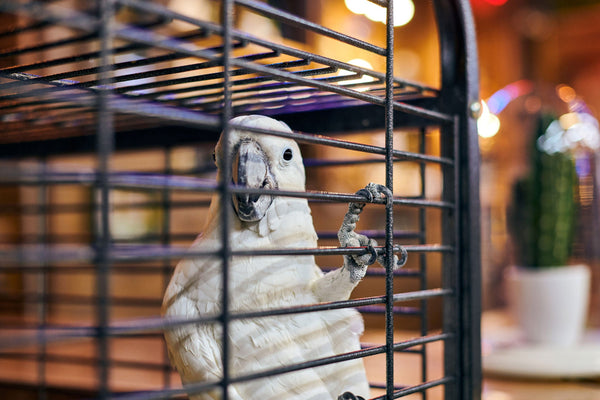 Essential Tips for Choosing the Perfect Bird Cage